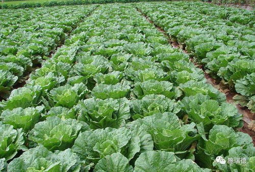 夏季必种的5种蔬菜：长得快，不易长虫，全家人的健康有保障！