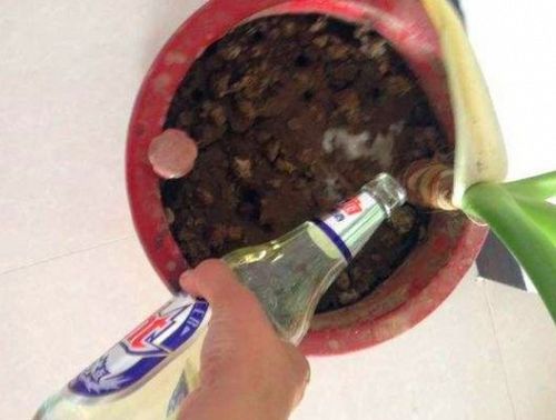 营养液：解毒高手？