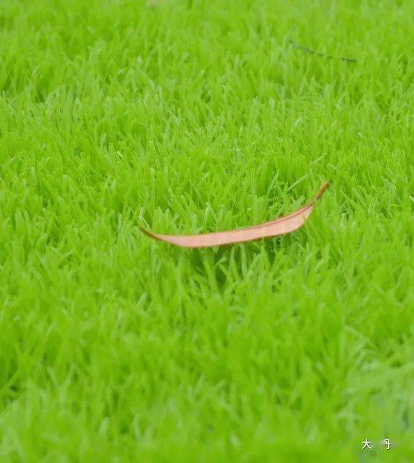 草皮点缀，夏天移植没问题