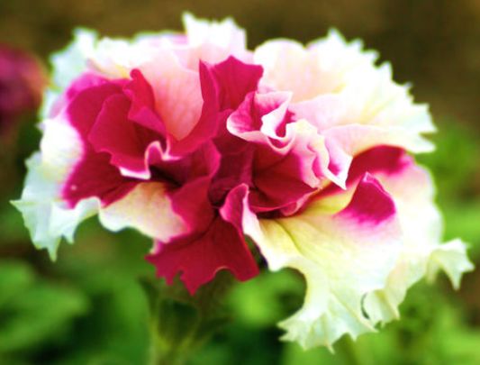 秋天来了花儿们也热闹起来啦！