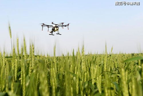 防范病虫害， 促进小麦孕穗健壮