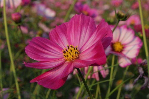06、 农历六月莲花开，清洁高雅
