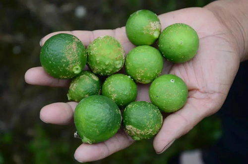 ▌河北昌黎试验站的发现