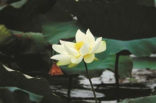 荷花的花期养护