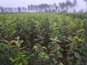 长沙果树苗基地的绿色家园