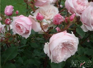 第一次开花体验