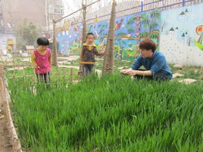 校园门口草种选择之我见