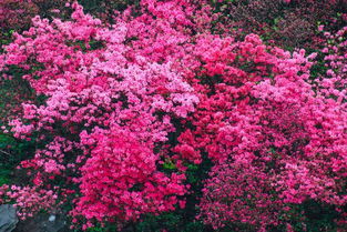 春日花海，心灵的震撼