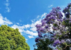 蓝花楹的花是紫色吗？