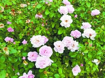 矮小株型， 花期长，开花性好