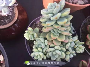 多肉配土时沙子与土壤比例调配多少最适宜