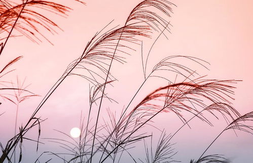 苇茎：生命的坚韧象征