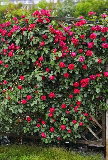 接下来 处理伤口彳艮重要