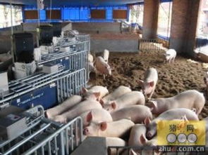 猪场购设备，选优质、环保、高效