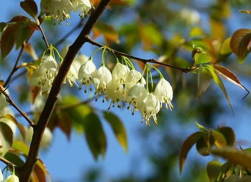 爬山虎的模样， 那绿色的丝带