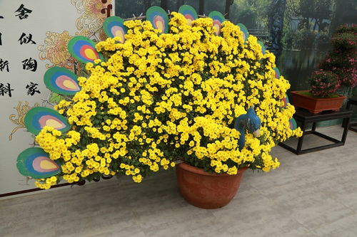 孔雀菊盆栽：室内种植指南，打造家庭园艺新风尚！