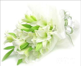 百合花：美丽与营养兼具，烹饪秘籍大公开！