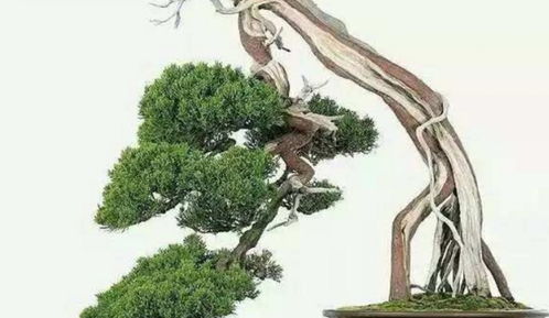 浇水也有讲究，不干不浇是原则