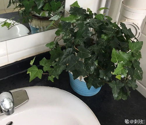 灶台门口的花儿， 驱除异味小能手
