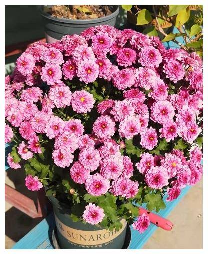 八宝景天是值得推荐的多年生的花草之一,它的颜色以粉色为主,株高在30-50厘米之间,花期从7月份开始,到10月份才渐渐结束了.八宝景天的种植难度...