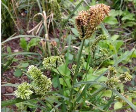 一、问题背景：党参撒子不盖松毛的困境