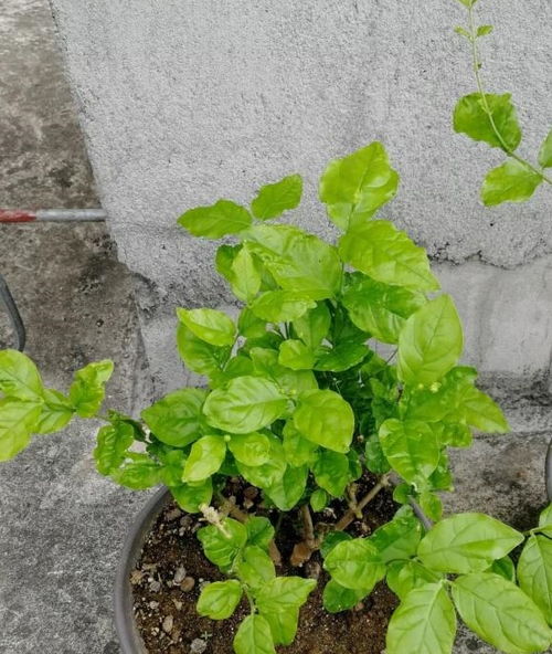 北方水质， 黄叶怎么办