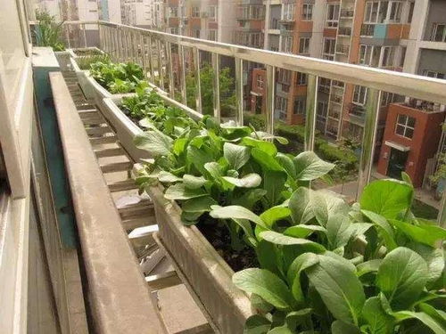 家里阳台种菜，好开心哦！