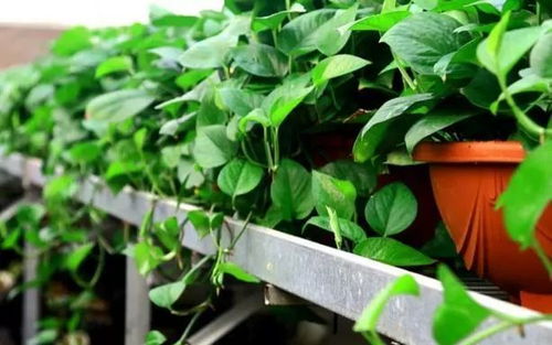 “八角种植最佳季节：春末夏初，抢占花卉市场先机！”