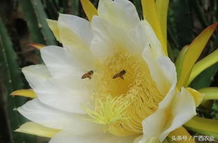 荷花四季常绿之谜