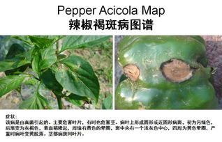 百菌清的使用方法：简单又实用