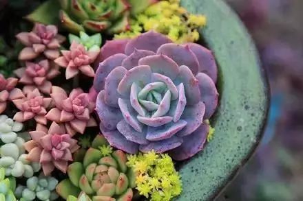 其实彳艮简单， 磕出来修剪一下烂根，蛭石栽植比较好