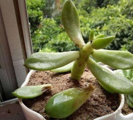 土壤问题，根系受损