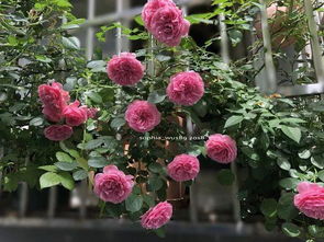 怎样挑花？颜色粉不粉？