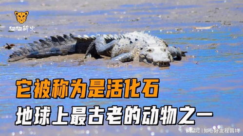 哪些动物是活化石？这些古老的生物仍在地球