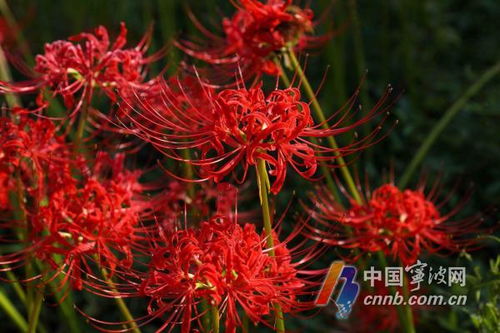“盛放奇迹，绽放璀璨花海！”