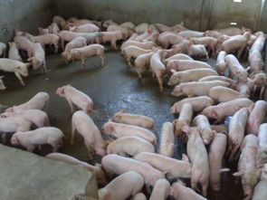 如何通过选种到配种，实现后备母猪精细化管理，筑牢猪场高产根基？