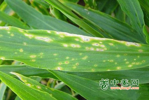 生姜病虫害，咋防治？