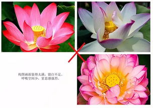 荷花象征与美学：探索其独特之美