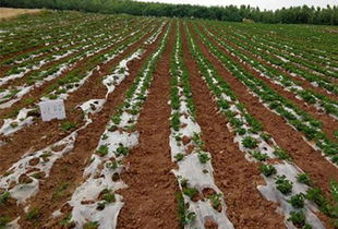 咯菌腈沾根使用的适用作物