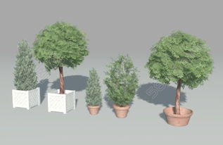 《公园里哪种植物音位年龄增长，开花数量会越来越多呢？》