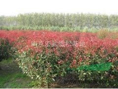 红叶石楠球：培育中的施肥奥秘