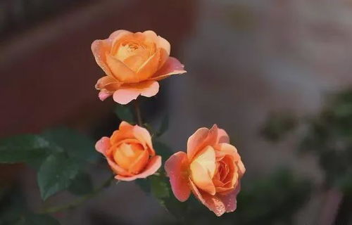 天荷繁星月季：冬日里的仙子