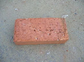 根系与砖孔的共生法则