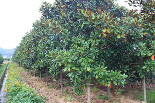 南阳玉兰基地的优势