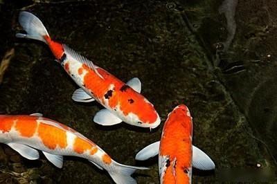 阿维菌素：广谱高效，用量小