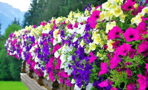 耐旱花卉，打造绿洲的秘诀！