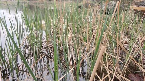 池塘边的绿意：固坡草的选择与水土流失的挑战