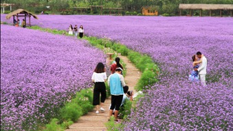 观赏草：丰富景观， 吸引有益昆虫