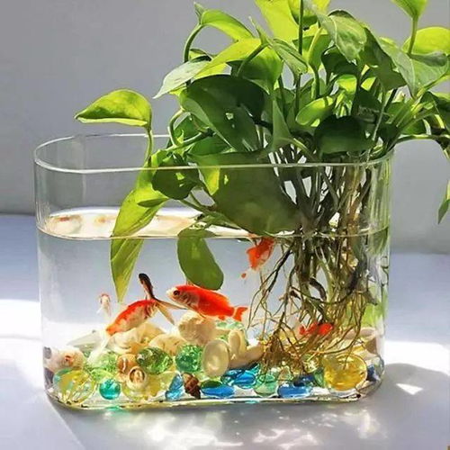 冬天室外鱼缸如何养水培植物？植物在寒冷天气中如何生长