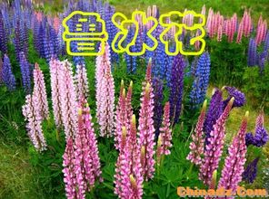 鲁冰花，你吃过几种？